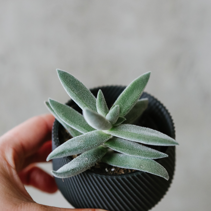 Crassula Tenelli