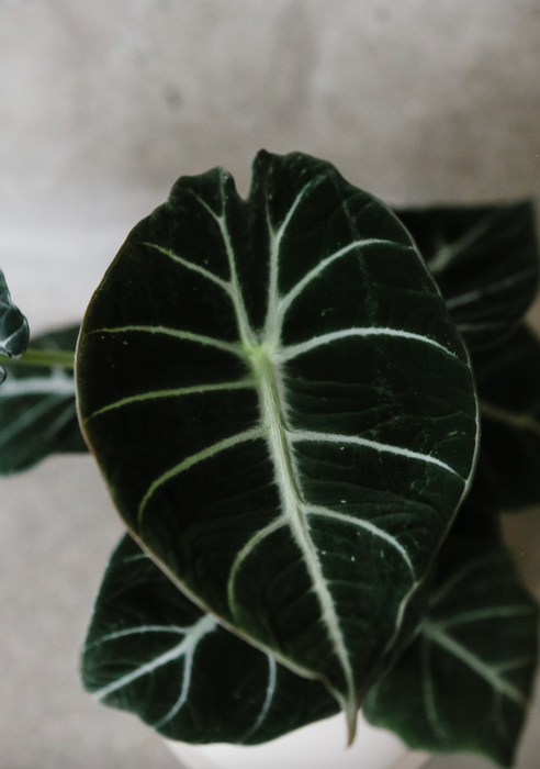 Alocasia Black Velvet