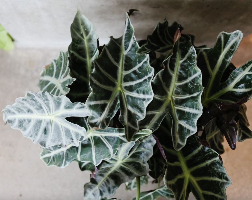 Alocasia Amazonica