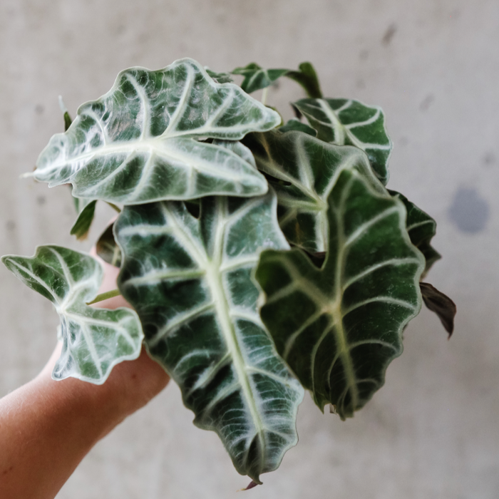 Alocasia Amazonica