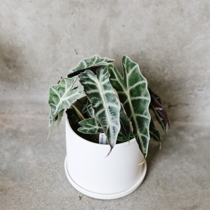 Alocasia Amazonica