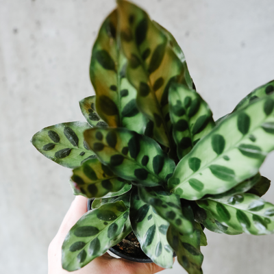 Rattlesnake calathea with spotted wavy leaves
