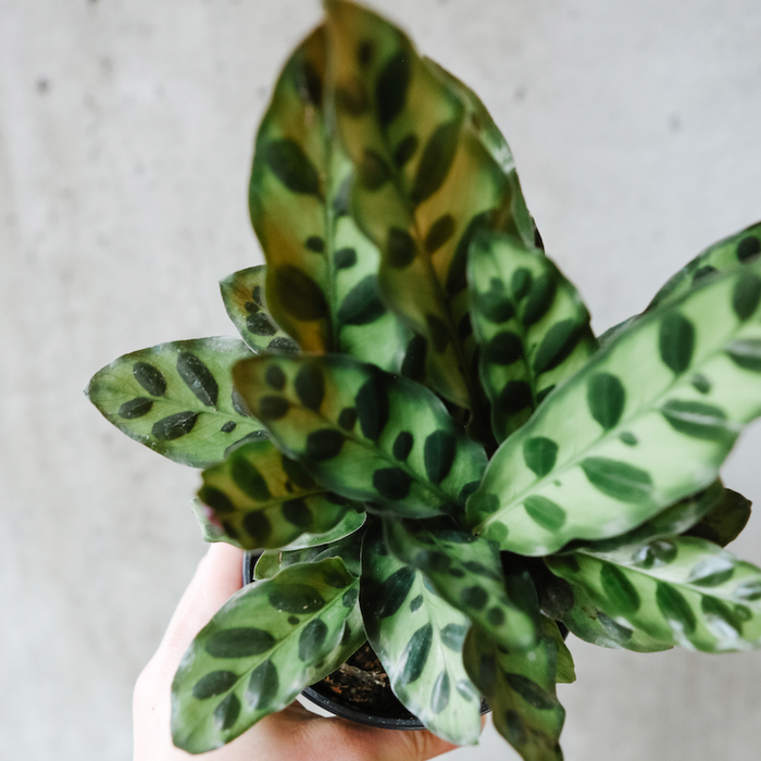 Rattlesnake Plant