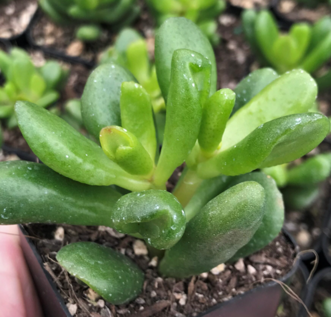 Crassula Gandalf