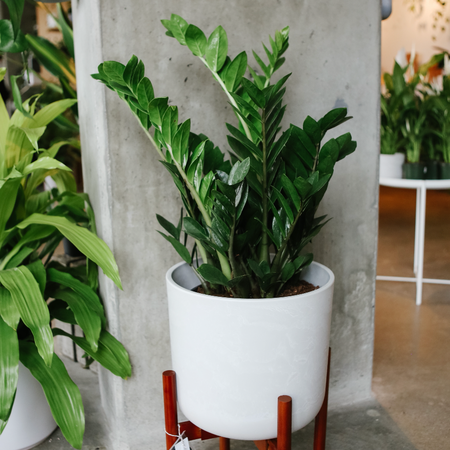 where can i buy zz plant uniontown pa ZZ Plant – VI Plant Shop