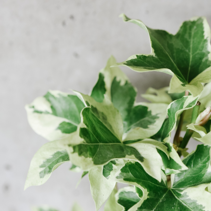 Variegated Ivy Tree