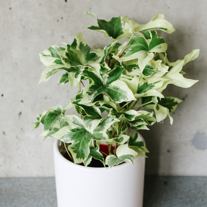 Variegated Ivy Tree