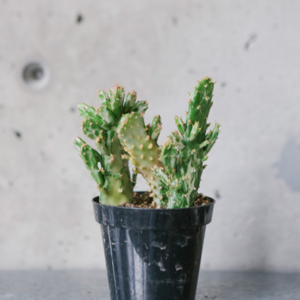 Opuntia Monacantha Variegata