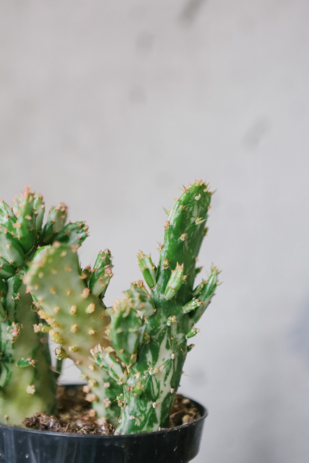 Opuntia Monacantha Variegata