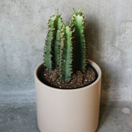 chocolate drop succulent Euphorbia Chocolate Drop – VI Plant Shop
