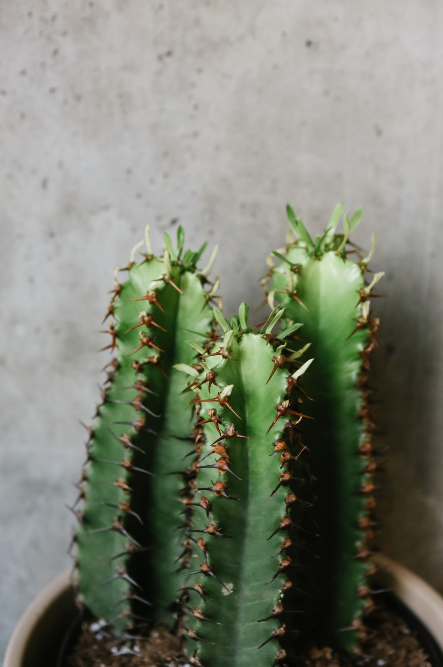 chocolate drop succulent Euphorbia Chocolate Drop – VI Plant Shop