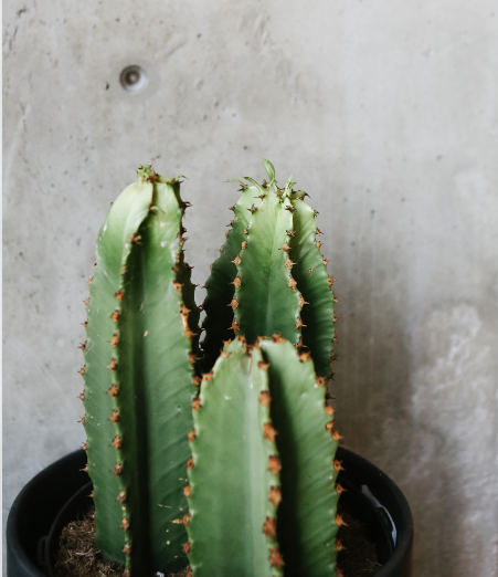 Euphorbia Ammak