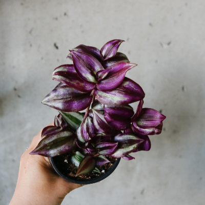 Tradescantia Zebrina