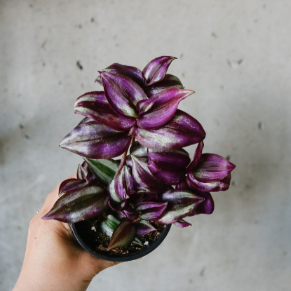 Tradescantia Zebrina