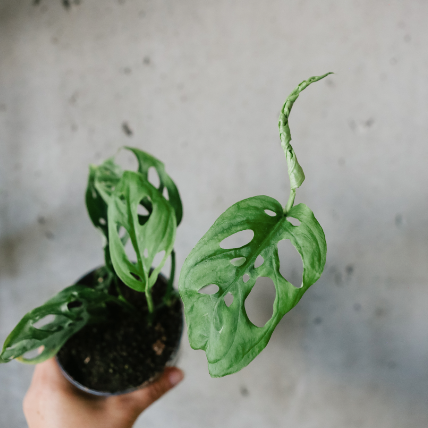 monstera adansonii grande Monstera Adansonii – VI Plant Shop
