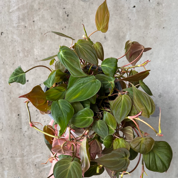 philodendron micans pet safe Philodendron Micans – VI Plant Shop