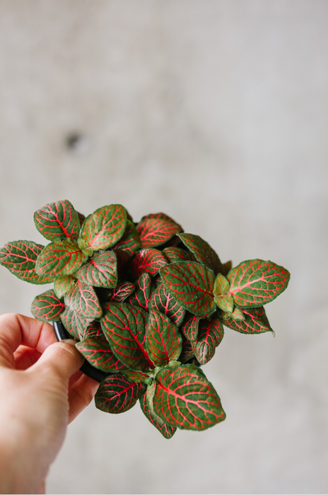 Fittonia