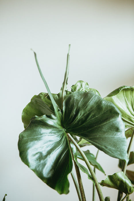 Alocasia Stingray