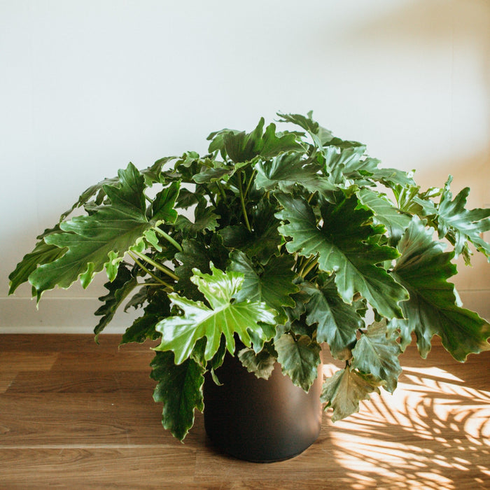 Philodendron Selloum