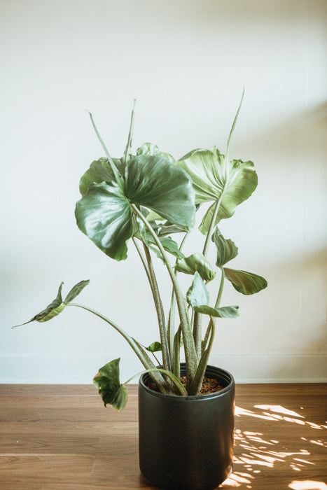 Alocasia Stingray