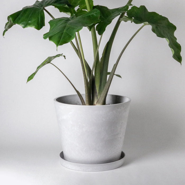 Stone Tapered Signature Planter with Saucer