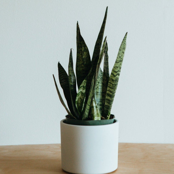 Snake Plant