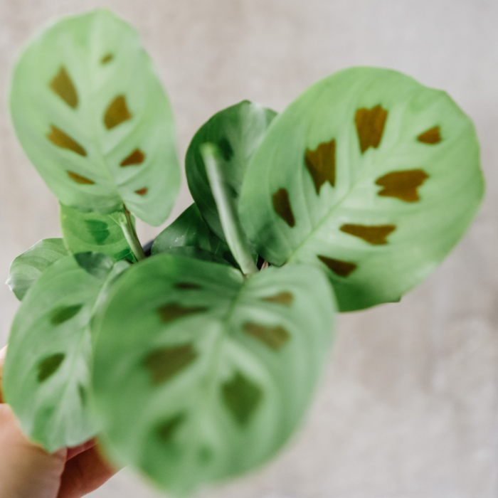 Maranta Rabbit Tracks