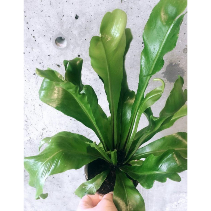 Bird's Nest Fern