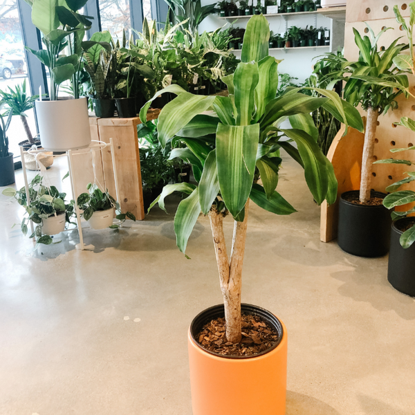 dracaena massangeana pets Dracaena Mass Cane – VI Plant Shop
