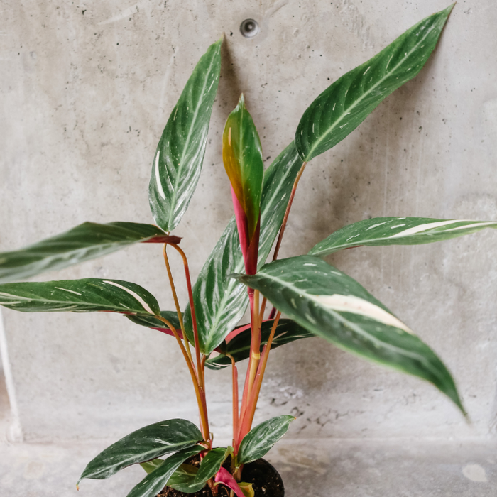magic star prayer plant Stromanthe Magic Star – VI Plant Shop