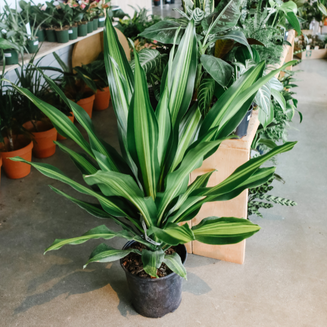 dracaena golden heart plant Dracaena Golden Heart – VI Plant Shop
