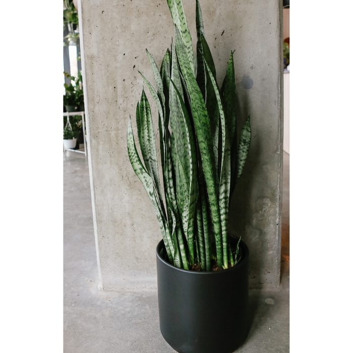 Snake Plant