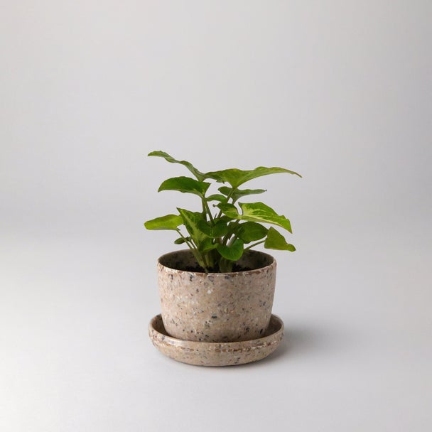 Coffee Bean Husk Planter