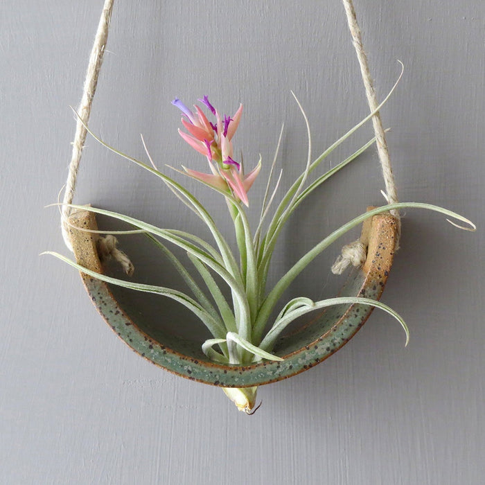 Green Speckled Air Plant Cradle