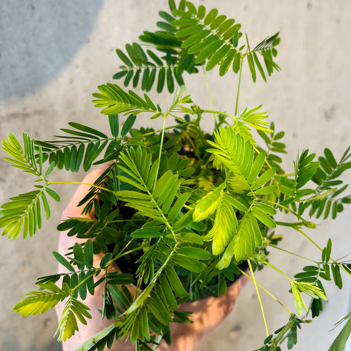 Sensitive Plant