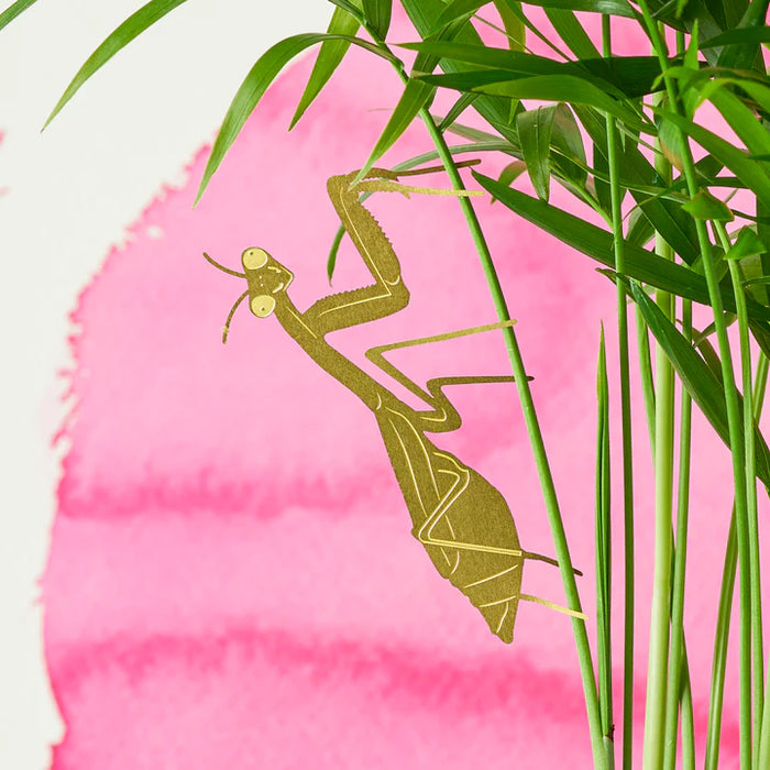 Praying Mantis Plant Animal