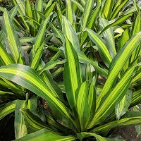 dracaena deremensis rikki Dracaena Rikki – VI Plant Shop